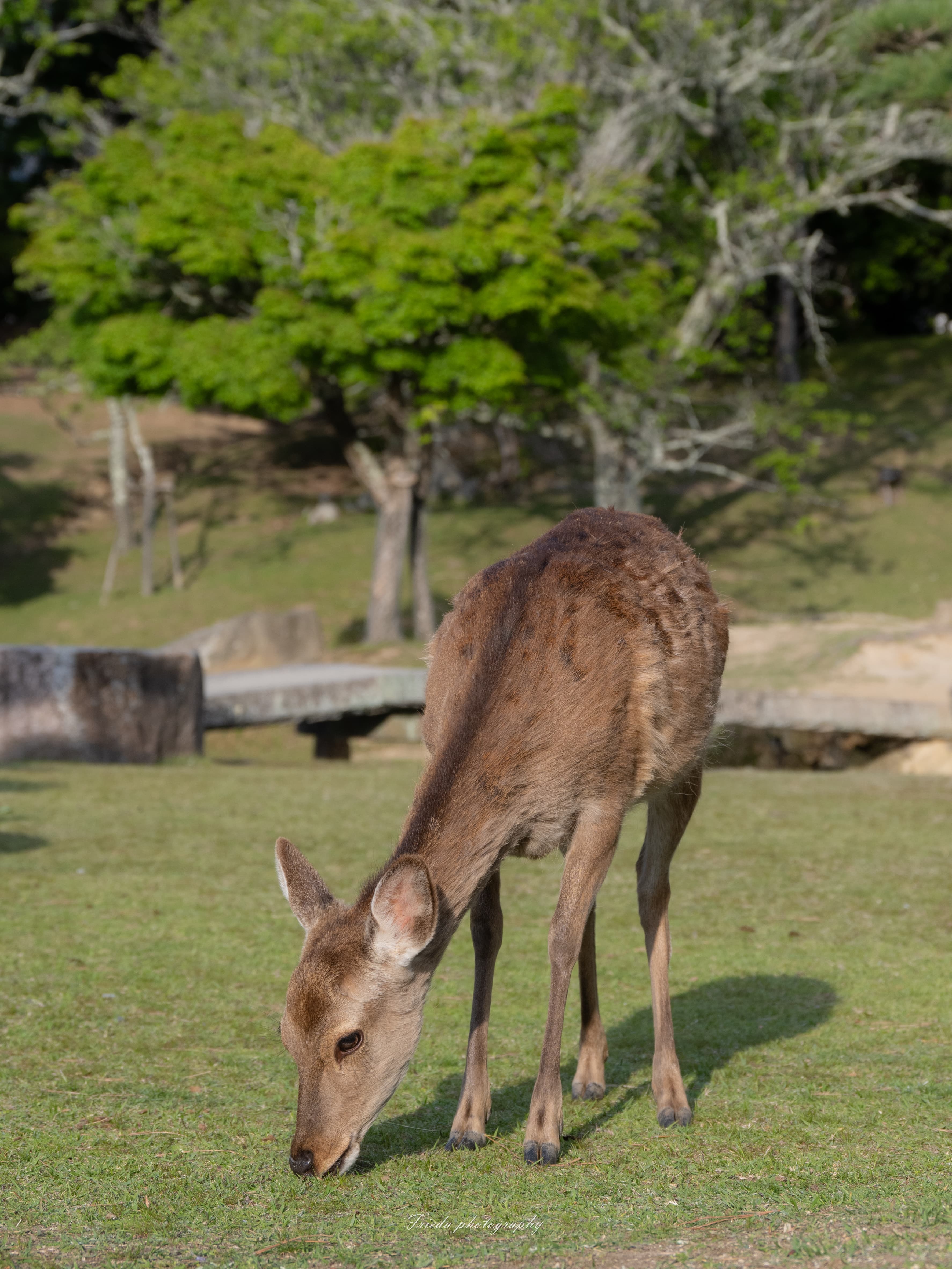 Wild Encounters collection